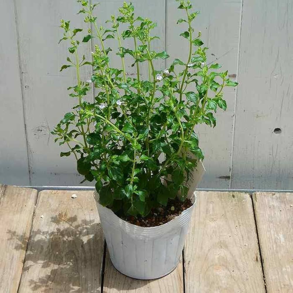 Amazon.co.jp: カラミンサ 苗 白小花 3.5号 秋まで咲く 宿根草